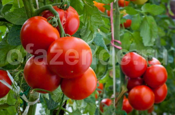 Правильный полив, подкормка и уход за помидорами